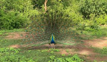 A vibrant peacock displaying its full plumage in a lush green setting.