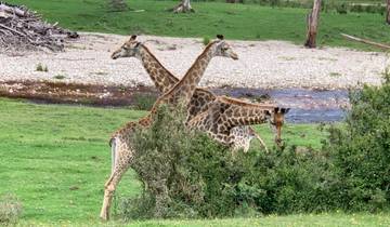 Three giraffes standing in a grassy field near a stream.