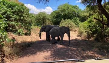 Two elephants crossing a dirt path in a forested area.