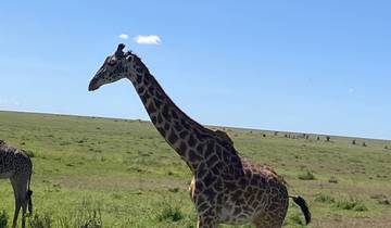 A giraffe walking on a vast grassy plain under a clear blue sky.
