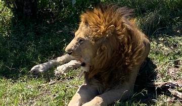 A lion resting in the shade on the grass.