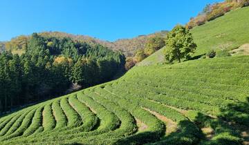 Lush green terraced fields and forested hills.