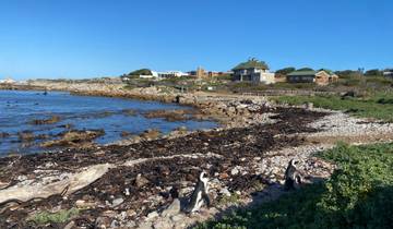 Coastal landscape with penguins and rocky shoreline.