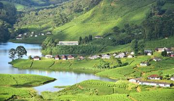 Vibrant green tea plantations and lake in a hilly area.