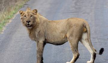Lion standing on a paved road looking forward.