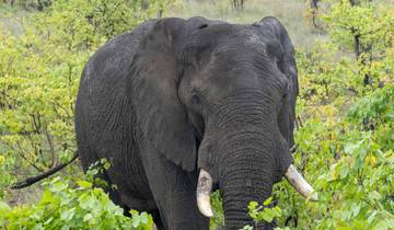 Elephant in dense foliage.