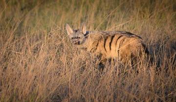 Aardwolf walking through tall grass.