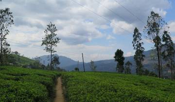 Tea plantation with hills under a partly cloudy sky.
