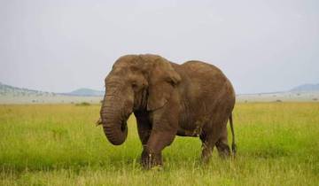 Lone elephant walking through a grassy savannah.