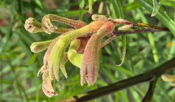 Close-up of a unique flower with vibrant colors.