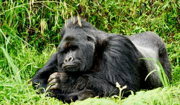 Gorilla lying on the ground in a natural habitat.