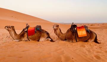 Two camels lying on sand dunes.