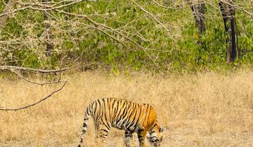 Tiger walking through tall grass in a forested area.