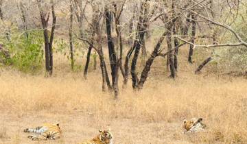 Three tigers resting in grass with trees in the background.