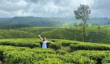 A woman in a blue dress enjoying a lush green tea plantation.