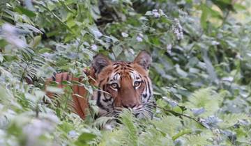 Tiger peeking through lush foliage.