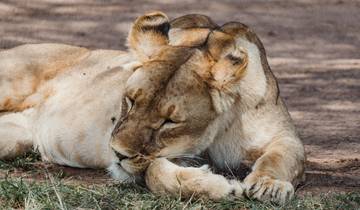 Lioness resting on the ground shaded by trees.
