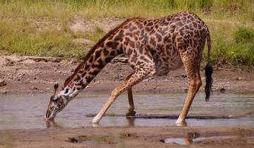 Close-up of a giraffe drinking water.