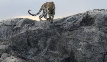A leopard walking over large rocks in a natural setting.