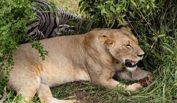 Lion resting near a zebra carcass.