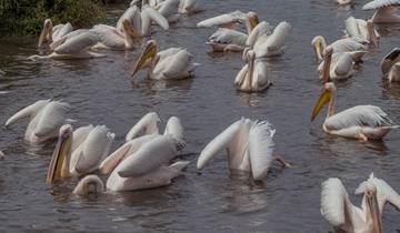 Flock of pelicans swimming in a lake.