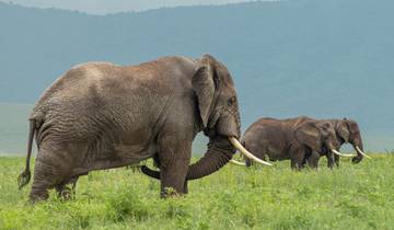 Elephants walking in a field with hills in the background.