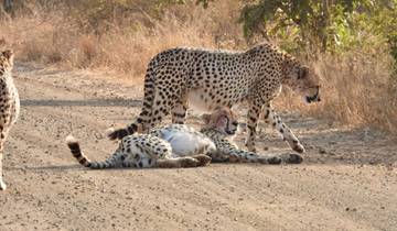 Cheetahs on a dirt road in a safari setting.