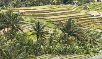 Scenic view of rice terraces with palm trees.