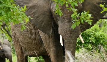 Close-up of an elephant with a calf peeking behind.