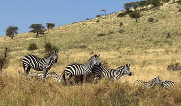 Zebras in the grasslands under a clear sky.