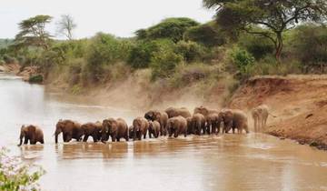 Elephants walking in a river surrounded by lush vegetation.