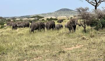 Herd of elephants in the savannah with mountains in the background.