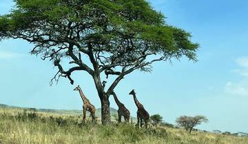 Three giraffes under a large tree.