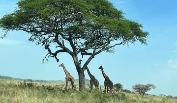 Giraffes standing near a large tree.