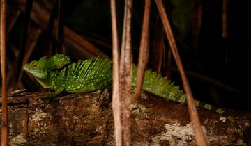 Green basilisk lizard on a log in a dark forest setting.