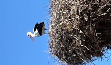 Bird on a large nest against a clear blue sky.