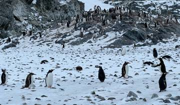 Group of penguins on a snowy rocky terrain.