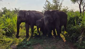 Family of elephants in the grass.