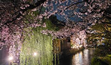 Cherry blossoms lining a canal at night with lights.