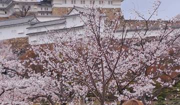 Himeji Castle with cherry blossoms in the foreground.