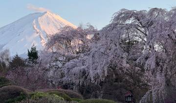 Mount Fuji framed by blooming cherry blossoms.