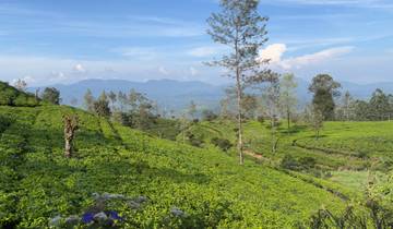 Beautiful, lush tea plantations with mountains in the background.