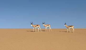 Three antelopes walking on sand dunes.