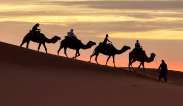 Camel caravan crossing a desert during sunset.