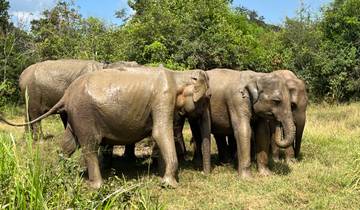 Group of elephants in a natural setting.
