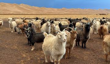 Flock of goats with looming sand dunes in the background.