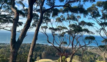 View through trees looking out towards the ocean.