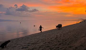 Buffalo walking along the beach at sunset.