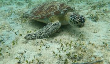 Underwater shot of a sea turtle resting on the ocean floor.