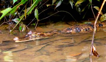 Large crocodile submerged in shallow water.